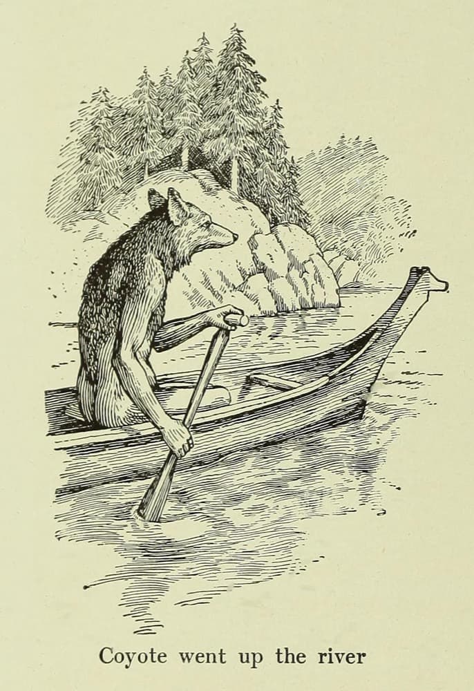Coyote