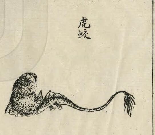 Hujiao · Witness from the Old Leaves