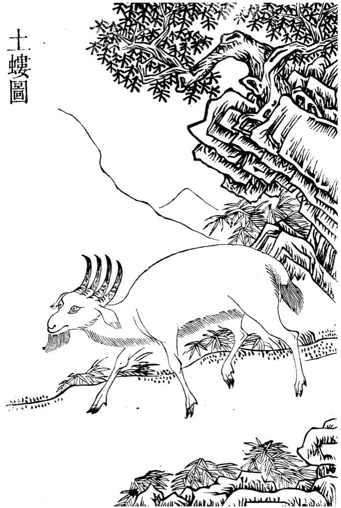 Tulou · Witness from the Old Leaves